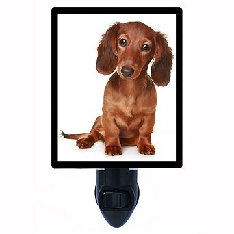 Long-haired Dachshund Puppy. Dog Decorative Photo Night Light.