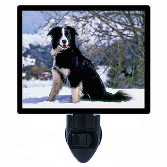 Border Collie. Dog Decorative Photo Night Light.