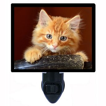 Curious Kitten. Cat Decorative Photo Night Light.