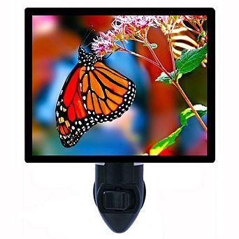 Monarch Butterfly. Decorative Photo Night Light.