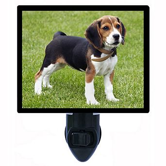 Beagle Puppy. Dog Decorative Photo Night Light.