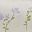 Lavender Fields