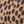 Cheetahdot