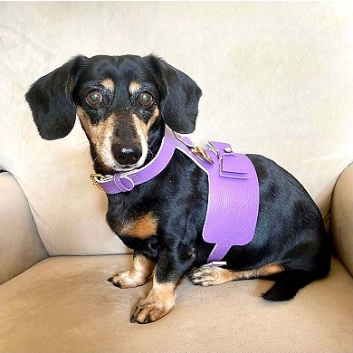 Pet Dog Harness