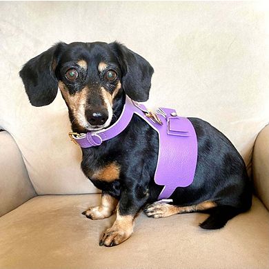 Pet Dog Harness