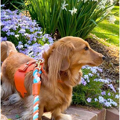 Pet Dog Harness