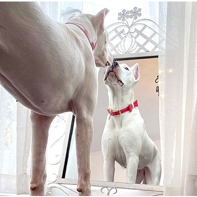 Pet Dog Bow Tie