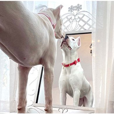 Pet Dog Bow Tie