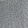 Light Gray Fox Shine
