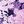 Purple Paisley