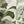 Green Classic Camo