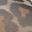 Leopard Mesh