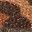 Leopard Camel