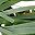Green Noble Fir
