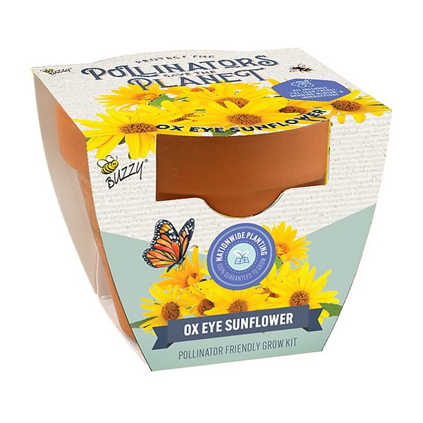 Buzzy Seeds Pollinator Terra Cotta Grow Kit Ox Eye Sunflower