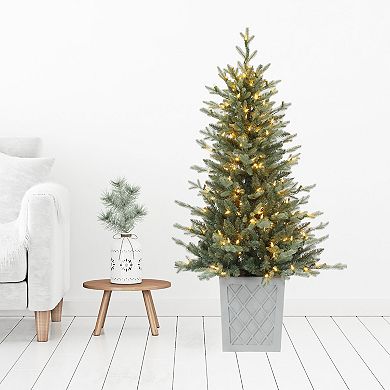 4.5 Foot Barcelona Blue Spruce Potted Tree