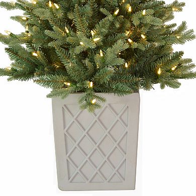 4.5 Foot Barcelona Blue Spruce Potted Tree