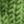 Grass Green