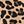 Tan Wild Cheetah