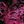 Metallic Blackfuchsia