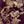 Metallic Purple Gold