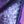 Purple Blue