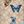 Signature Butterfly