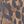Medium Brown Leopard
