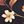 Natural Bloom
