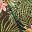 Green Multi