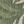 Green Ivory