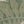 Green Ivory