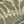 Ivory Green