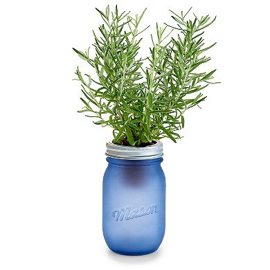 Modern Sprout Rosemary Pint Jar Grow Kit