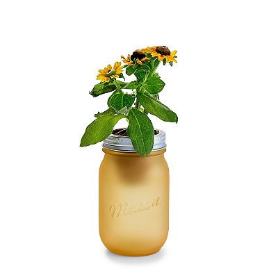 Modern Sprout Sunflower Pint Jar Grow Kit