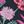 Black Botanical