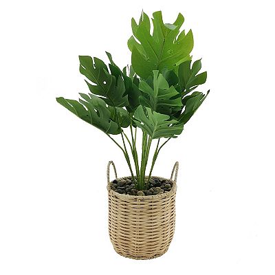 buy lavender plant online Lavender 'Phenomenal'