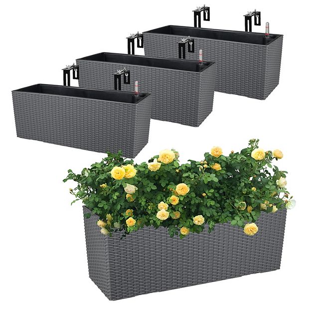 caoutchouc plante toxique Ficus elastica 'Robusta' (Caoutchouc)