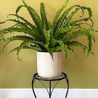 Americana Stackable Plant Stand Floor Decor