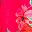 Pink Multi