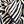 Black Botanic Zebra
