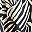 Black Botanic Zebra