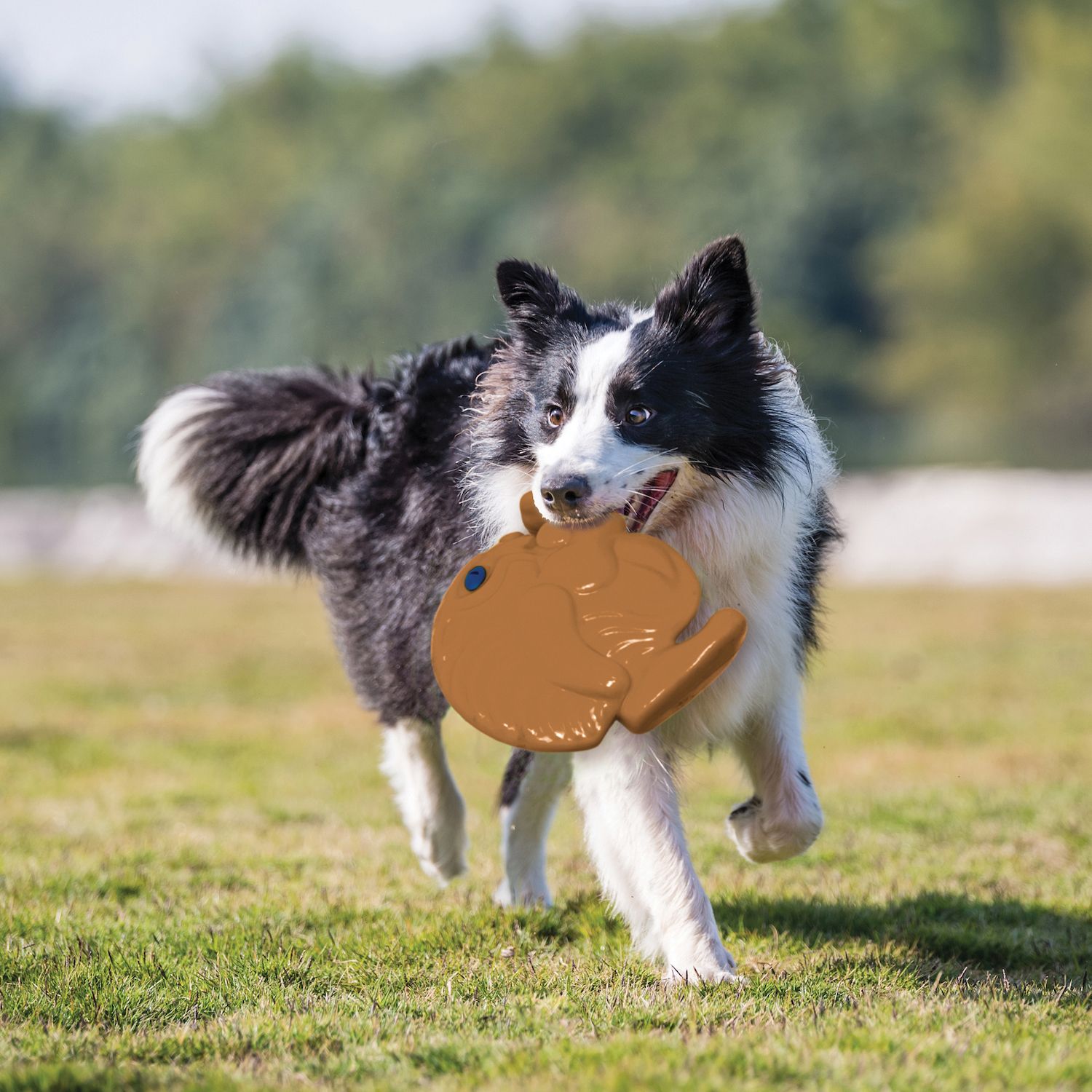 Water Frisbee Best Dog Frisbees For Outdoor Fetching Chuck It