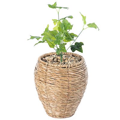 care of jade and angel pothos Jade Pothos in Hanging Basket main image 1