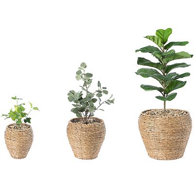 asplenium nidus bird's nest fern Shop 'Bird's Nest Fern - Asplenium nidus' Care & Info main image 0