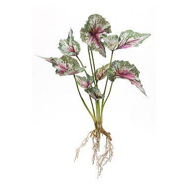 Varigated Caladium Foliage Bush (Set of 6)
