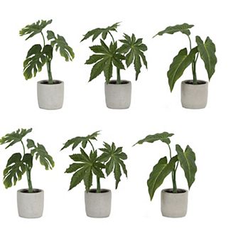 Assorted Foliage Plant In Grey Pot (set of 6)