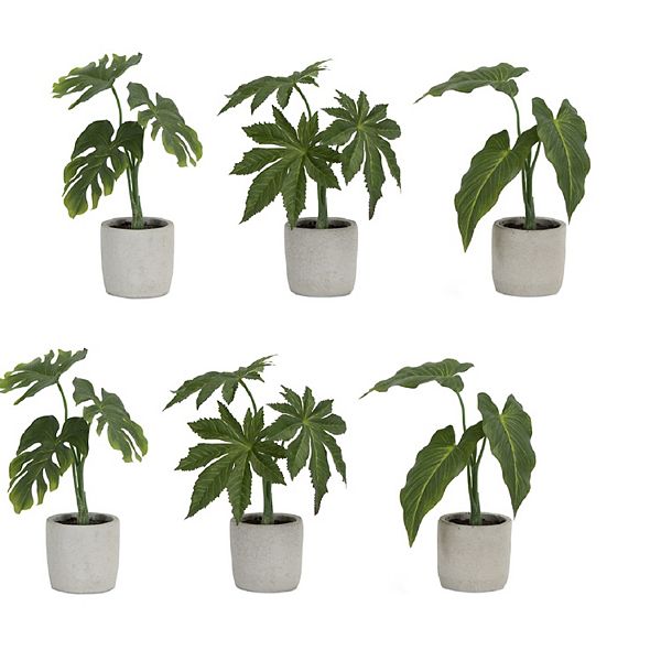Assorted Foliage Plant In Grey Pot (set of 6)