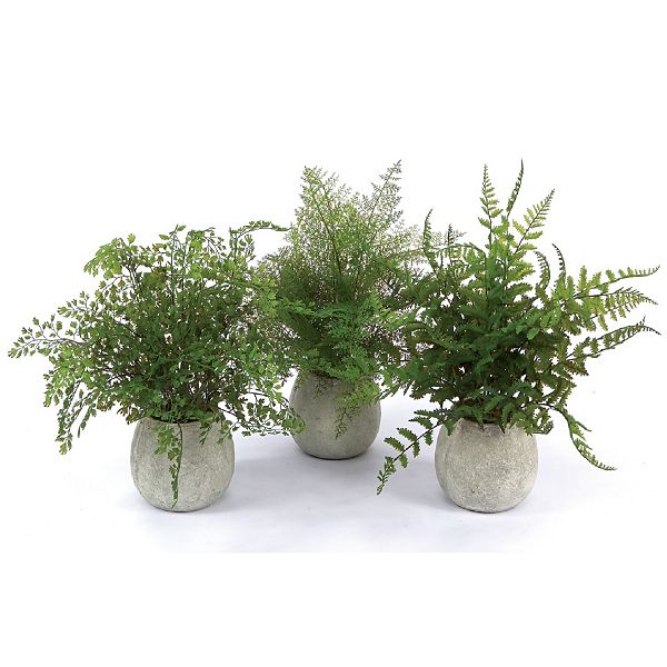 Potted Fern Plant In Grey Pot (set of 3)