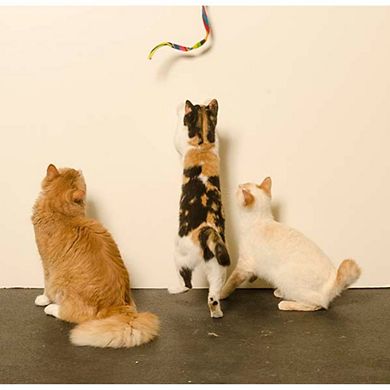 Cat Dancer 301 Cat Charmer Interactive Cat Toy Rainbow
